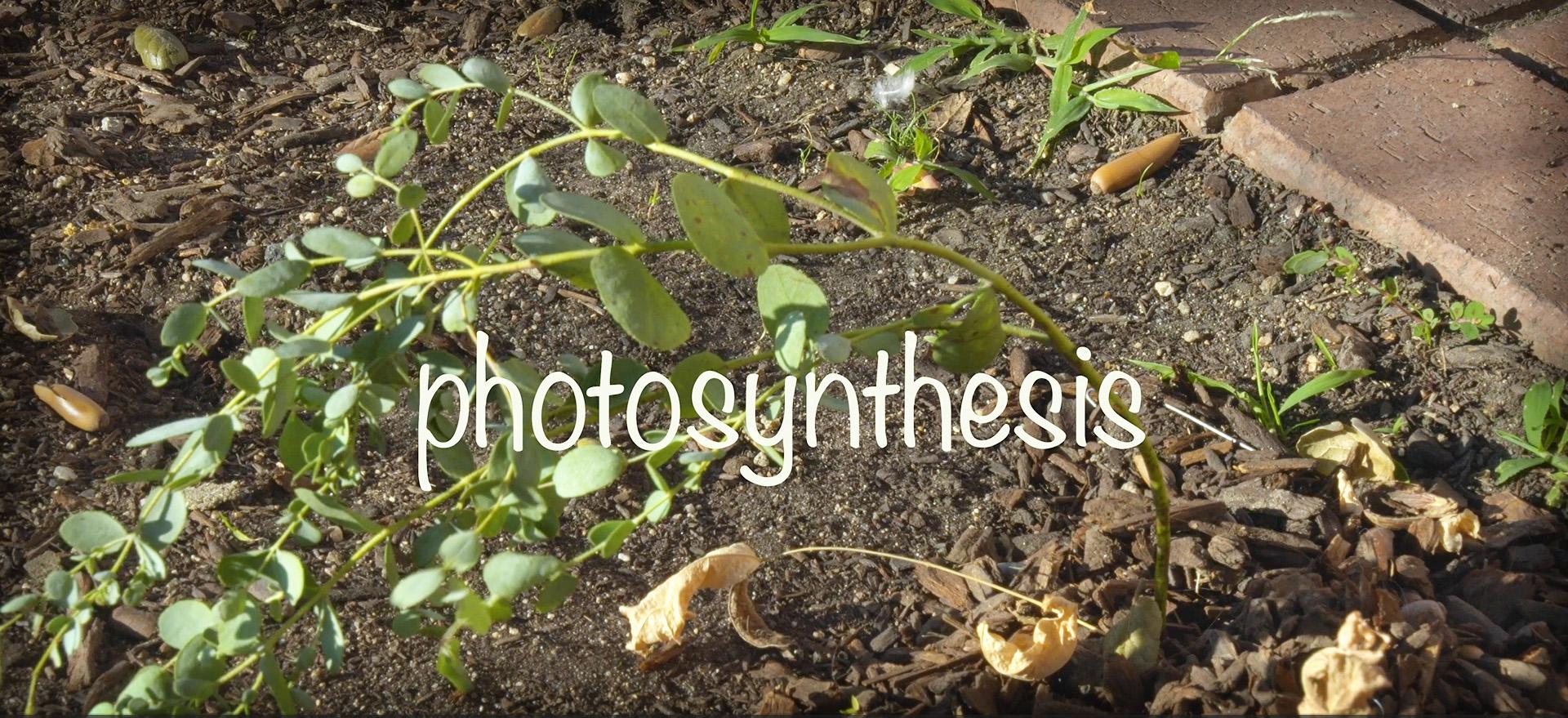 Photosynthesis