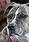Toto's primary photo