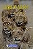 Primary photo for Lion Army