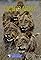 Lion Army's primary photo