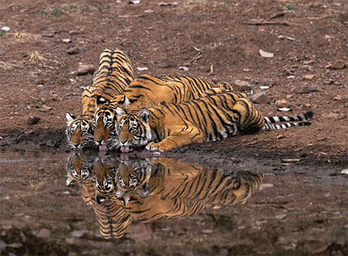 2024Family with Tigers大山3 hqdefault.jpg