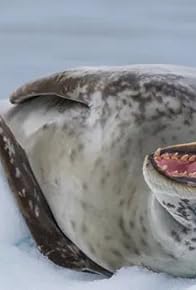Primary photo for Predation