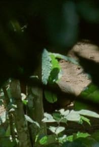 Primary photo for Jungle
