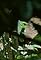 Jungle's primary photo