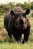 Primary photo for Disappearing Species: The Rhinocaust Primary photo for Disappearing Species: The Rhinocaust