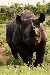 Primary photo for Disappearing Species: The Rhinocaust