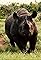 Disappearing Species: The Rhinocaust's primary photo