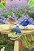 Primary photo for Save Tate?/Save the Song Birds! Primary photo for Save Tate?/Save the Song Birds!