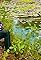Nature's Presences: Traditional Music of Indigenous Peoples in Southern Mindanao, Philippines's primary photo