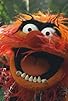 Primary photo for The Muppets: Jungle Boogie Primary photo for The Muppets: Jungle Boogie
