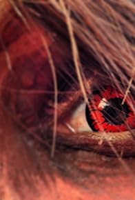 Primary photo for Ay Mis Hijos: Encounters of La Llorona