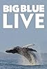 Primary photo for Big Blue Live