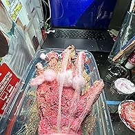 Primary photo for Zomlifestyle SHOW