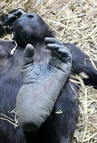 Primary photo for The Invisible Zoo