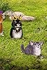 Primary photo for Save the Chinchilla!/Help the Golden Spider? Primary photo for Save the Chinchilla!/Help the Golden Spider?