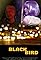 Blackbird's primary photo