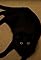 Monster Cat's primary photo