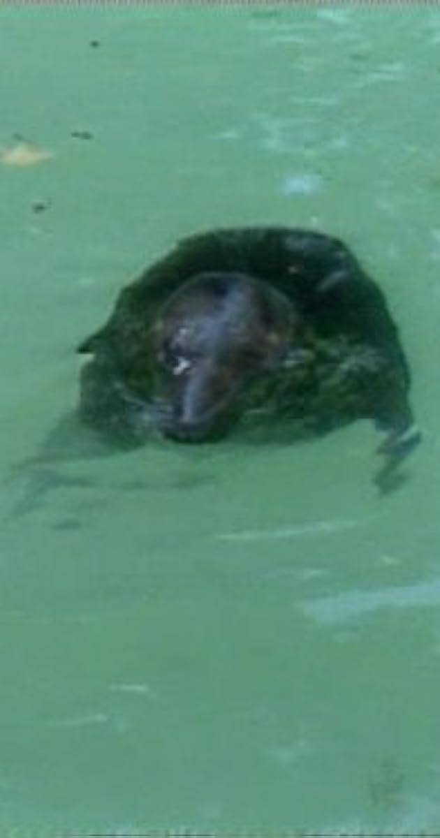 "MisteRogers Neighborhood" 1500 Pets (TV Episode 1982) IMDb