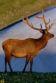 Primary photo for Rocky Mountain (1915)