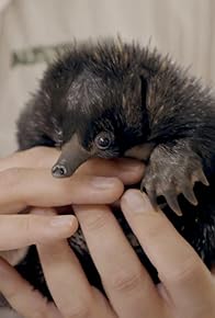 Primary photo for The Puggle Struggle