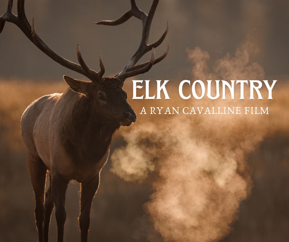 Poster of Elk Country