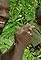 My Congo's primary photo