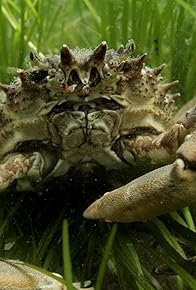 Primary photo for Which Animals Live in Rockpools?