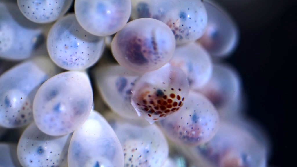 The Americas: The West Coast