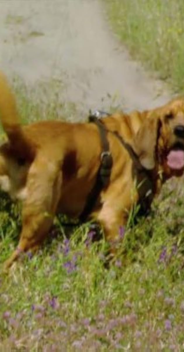 MythBusters Hair of the Dog (2010) News IMDb