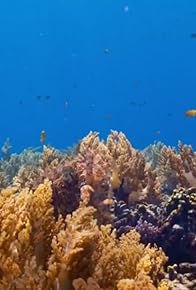 Primary photo for Coral Reefs