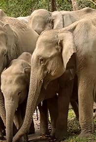 Primary photo for Asian Elephants 101