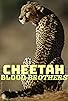 Primary photo for Cheetah Blood Brothers Primary photo for Cheetah Blood Brothers