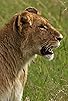 Primary photo for Maasai Mara: The Hunt