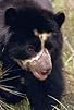 Primary photo for Spectacled Bears: Shadows of the Forest Primary photo for Spectacled Bears: Shadows of the Forest