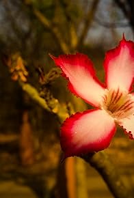 Primary photo for Victoria Falls