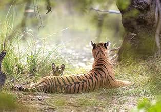 My Tiger Family (2024) - IMDb