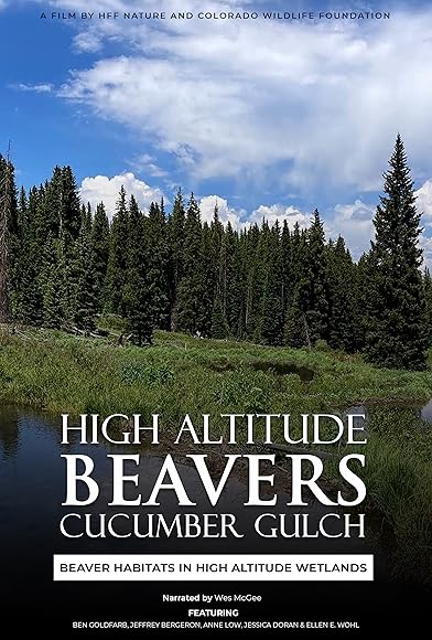 Primary photo for High Altitude Beavers: Cucumber Gulch, Breckenridge Primary photo for High Altitude Beavers: Cucumber Gulch, Breckenridge