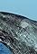 The Death of the Oceans?'s primary photo
