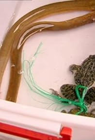 Primary photo for Cambodia