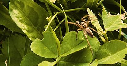 पोस्टर देखें