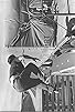 Primary photo for Fibber the Dancing Galah Primary photo for Fibber the Dancing Galah