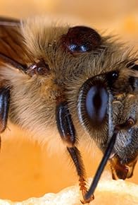 Primary photo for Silence of the Bees