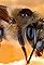 Silence of the Bees's primary photo