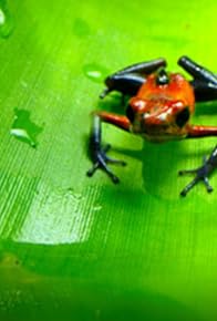 Primary photo for Jungle