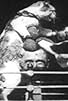 Primary photo for The Boxing Cats (Prof. Welton's) Primary photo for The Boxing Cats (Prof. Welton's)