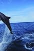 Primary photo for Dolphins: The Wild Side Primary photo for Dolphins: The Wild Side