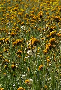 Primary photo for Super Bloom Primary photo for Super Bloom