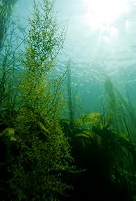 Primary photo for How Can Seagrass Help Slow Down Climate Change?