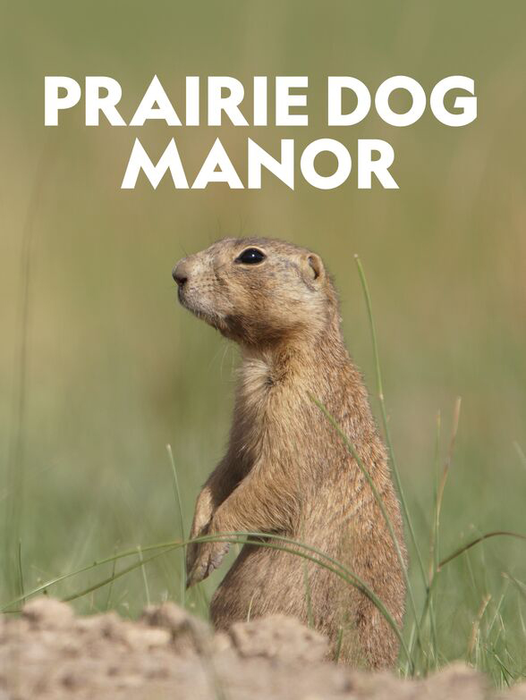 Poster of Prairie Dog Manor