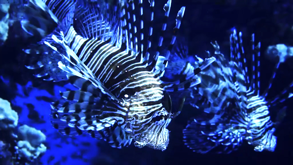 Lionfish: New Pirates of the Caribbean